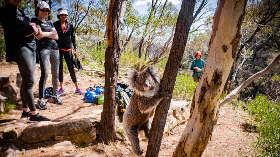 Enjoy a unique kayak excursion to discover Adelaide's amazing dolphin sanctuary & shipwreck heritage trail...